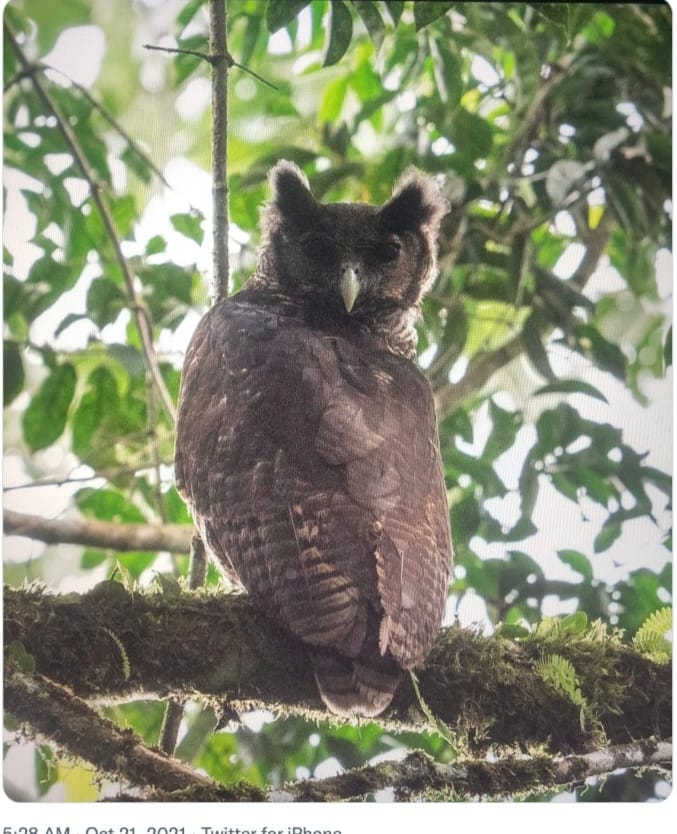 Spectacular and Elusive Bird Rediscovered in Atewa Forest in Kyebi