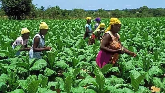 Ghana’s Agricultural Sector to See a Facelift with Ghc 1.5 Billion Investment